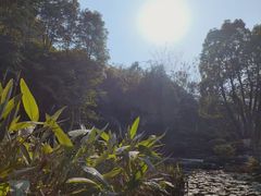 -铁山坪森林公园