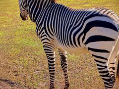 -奥兰多迪士尼动物王国乐园