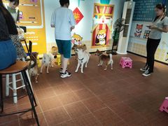 -柴犬高等学院·狗咖·柴犬售卖·宠物训练