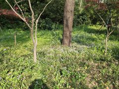 -杭州植物园
