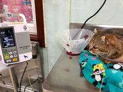 注射室-宠颐生中康贝怡动物医院