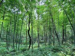 -上海佘山国家森林公园天马山园