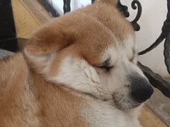 -喜柴咖啡·柴犬狗咖