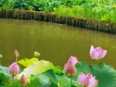 -金山公园