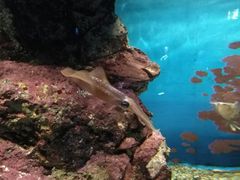-鹿儿岛水族馆