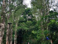 -深圳仙湖植物园