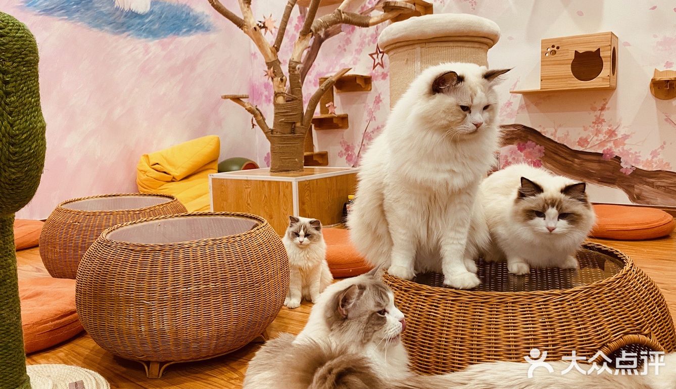 撸猫一时爽，一直撸猫一直爽！