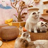 撸猫一时爽，一直撸猫一直爽！