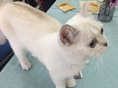 -鼓捣猫呢主题猫咖店