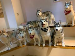 -Husky Go! 哈士奇体验馆·宠物咖啡厅狗咖