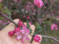 -顾村公园