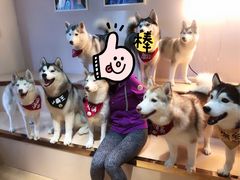 -Husky Go! 哈士奇体验馆·宠物咖啡厅狗咖