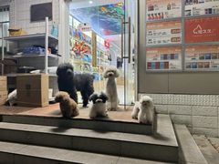 -翊宠yipet猫狗购宠庄园犬舍•猫舍