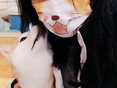 -柴源莊·柴小宠柴犬咖啡