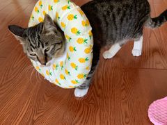-联萌宠物医院(猫病专科)