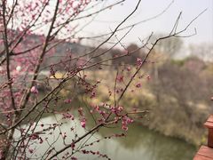 -洛阳市隋唐城遗址植物园