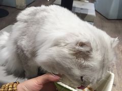 -小时光咖啡馆(开森度假森林店)