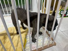 -1013 PET SHOP 宠物商店(近铁城市广场店)