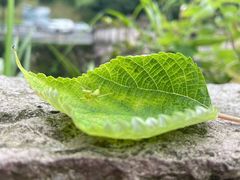 -雁荡山三折瀑景区