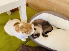 -滚猫咖啡·猫咖·猫友好撸猫(未来城店)