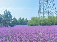 -羊亭河湿地公园