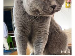 -Cappucimeow猫咪咖啡馆(韦伯时代店)