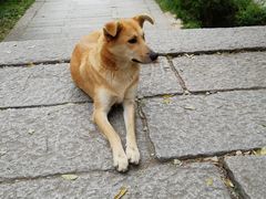 -黄帝陵