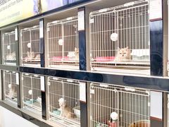 -翊宠yipet猫狗购宠庄园犬舍•猫舍