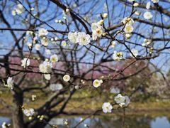-花开海上生态园