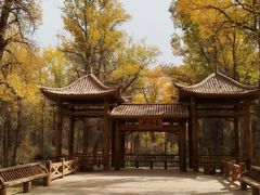 -金塔沙漠胡杨林景区