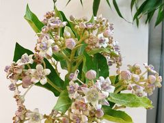 -森野花艺培训·企业团建活动沙龙