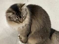 -共舞时光猫咖·狗咖(新街口店)