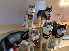 -Husky Go! 哈士奇体验馆·宠物咖啡厅狗咖