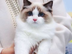 -Bastet sally猫舍购宠(静安店)