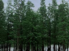-白鹭湾湿地公园