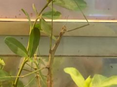 -上海昆虫博物馆