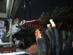 -清迈夜间动物园