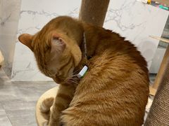 -楼上猫咖(罗湖店)