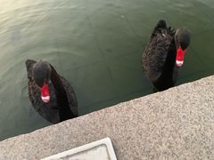 -行者书屋大堂吧 ·下午茶(南京圣和府邸酒店)