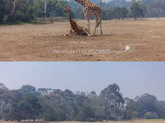 -威勒比开放式动物园