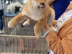 -中环花鸟鱼虫市场