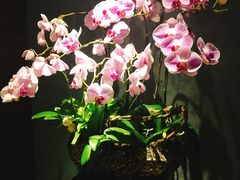 -璞·澐间影院式足道SPA(尚悦湾店)