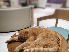 -藏猫猫咖啡主题馆(中央大道店)