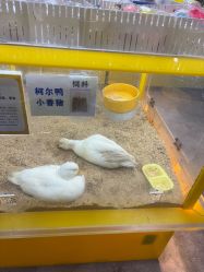 -神奇动物撸宠馆·羊驼·小浣熊·异宠(豫园店)