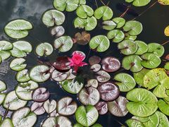 -莲花池公园