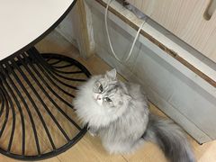 -Let's go狗咖·猫咖·奶狗·桌游(春熙路IFS店)