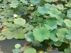android_upload_pic-泗洪洪泽湖湿地景区
