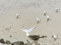 -深圳湾公园(南山区)