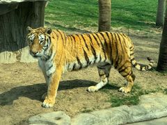 -北京野生动物园