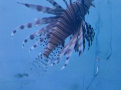 -太平洋海底世界